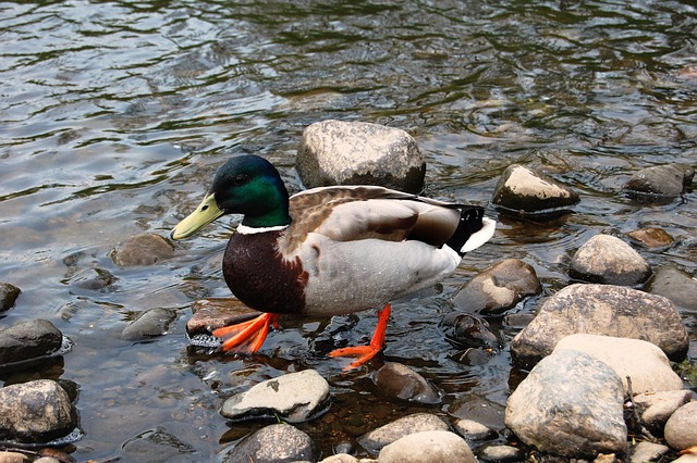 Kryds og forvirring: Kluntede krydsordsfejl, der fik os til at grine
